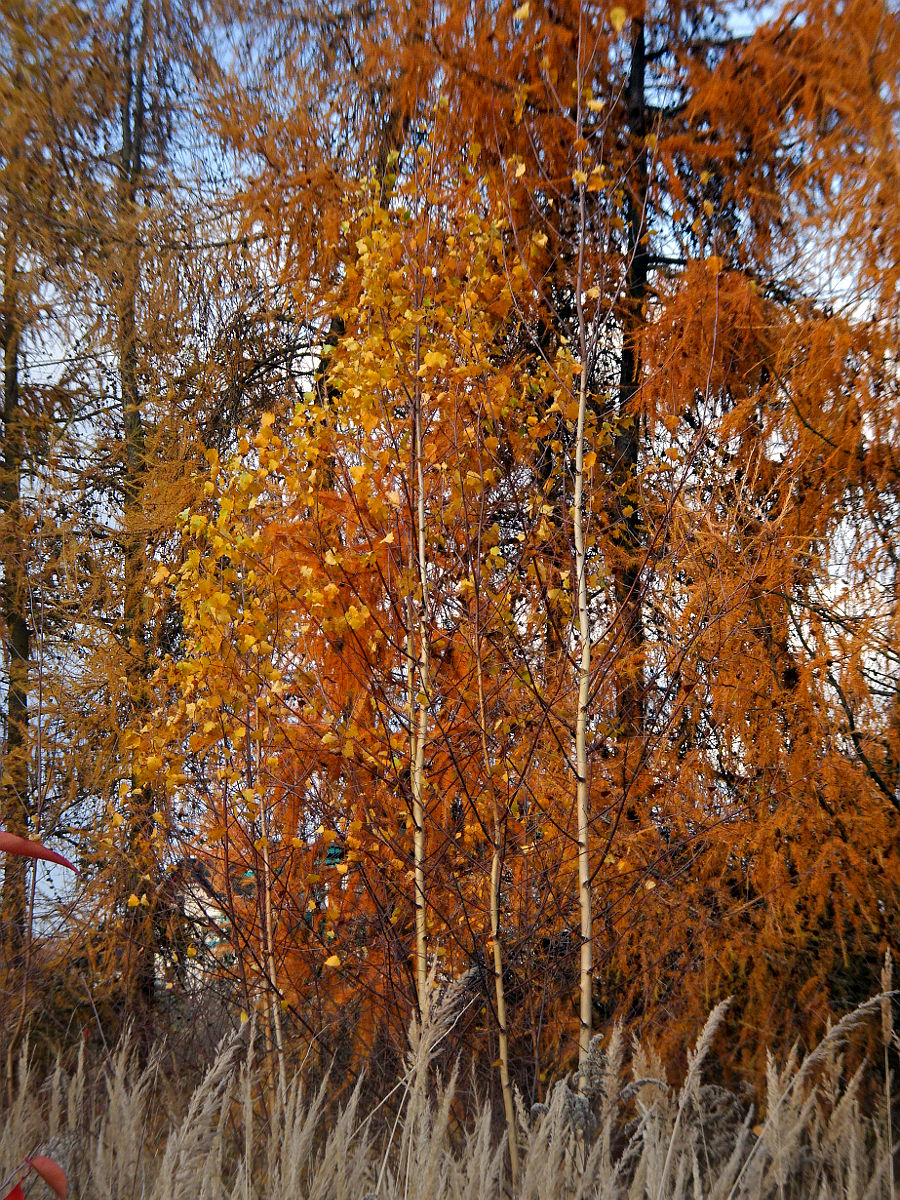 DSC03298.JPG