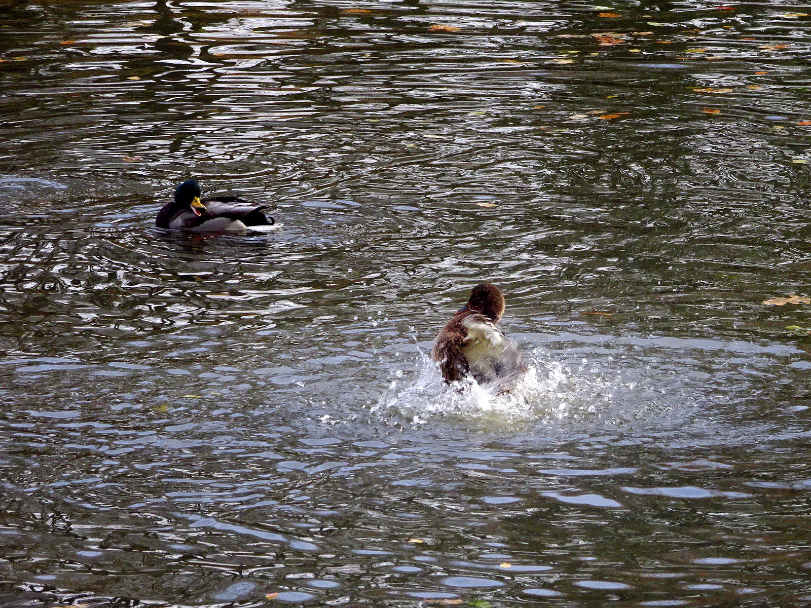 DSC03328.JPG