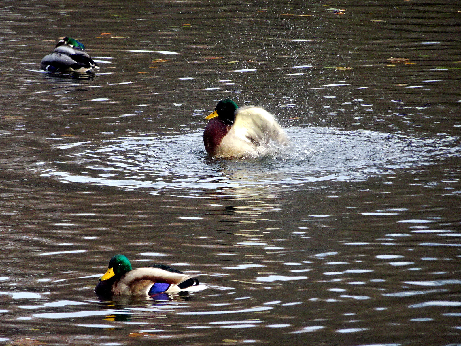 DSC03334.JPG