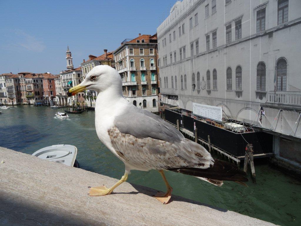 Podbój Iberii cz. II 1561.jpg