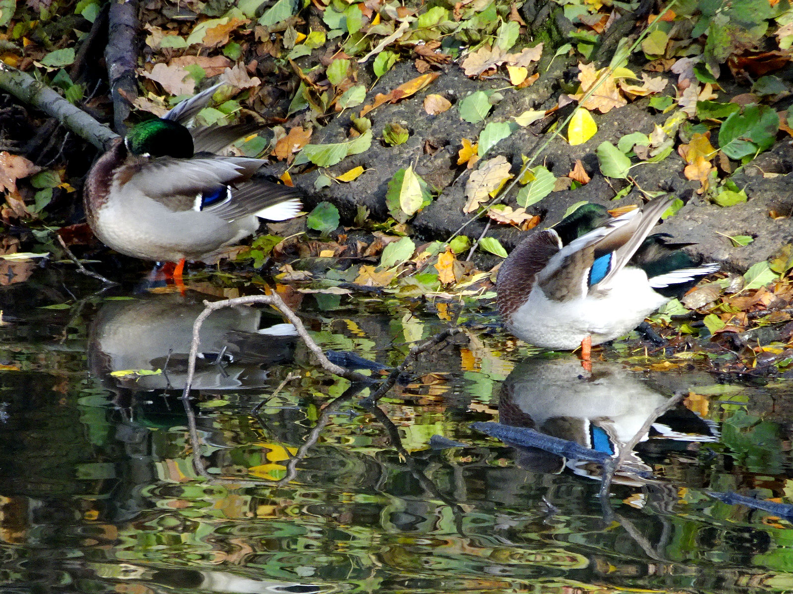 DSC03347.JPG