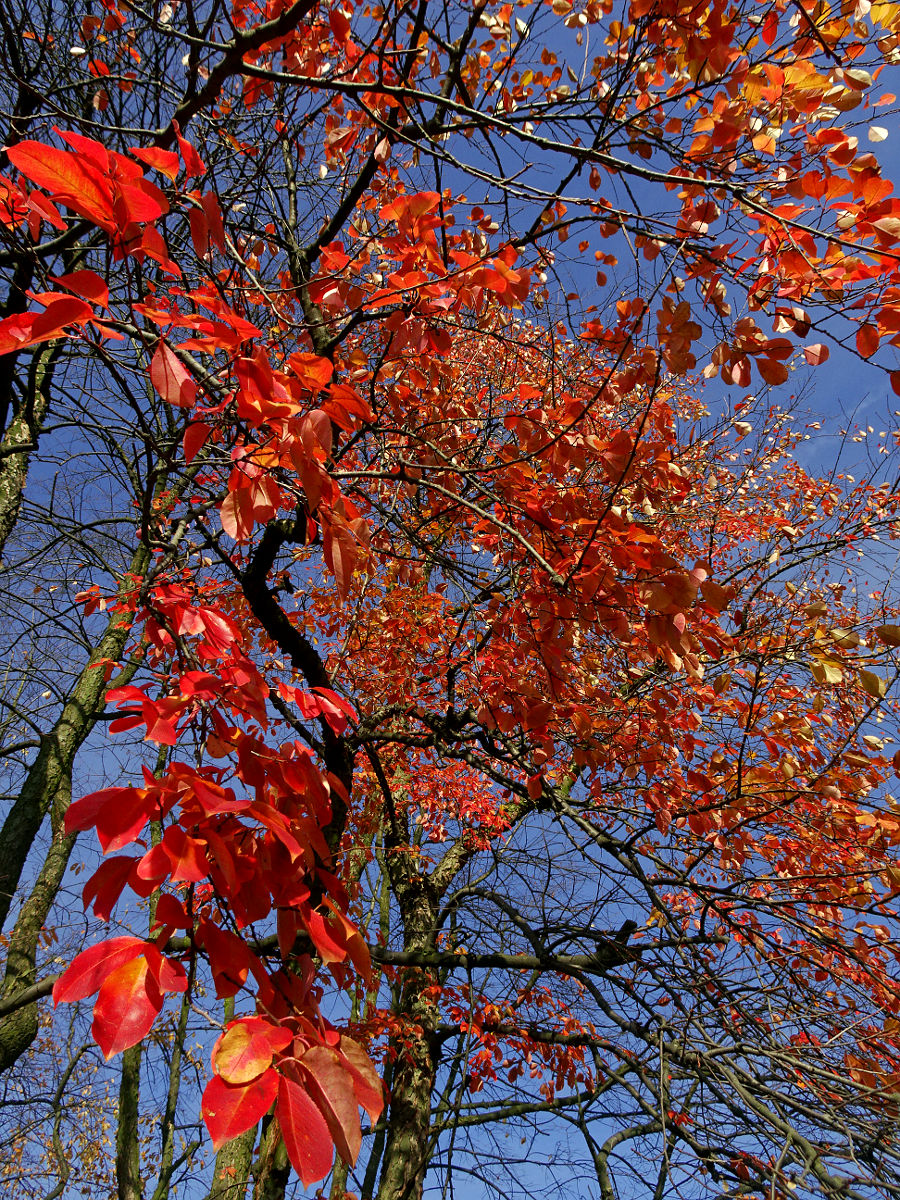DSC03452.JPG