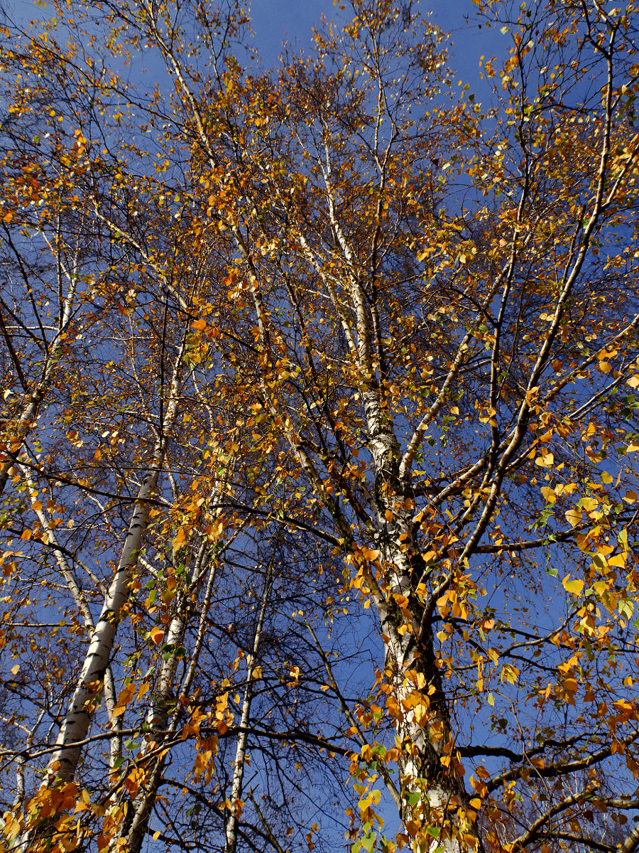 DSC03457.JPG