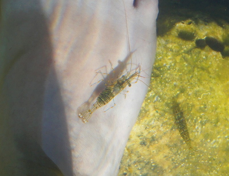 Dalmacja 2011 (I) 803aa.jpg