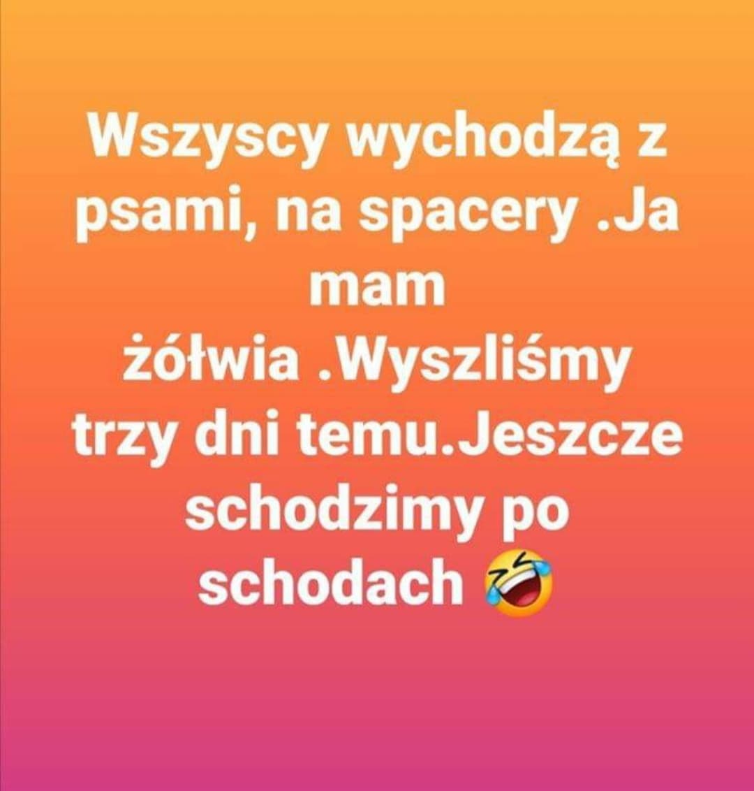 żółw.jpg