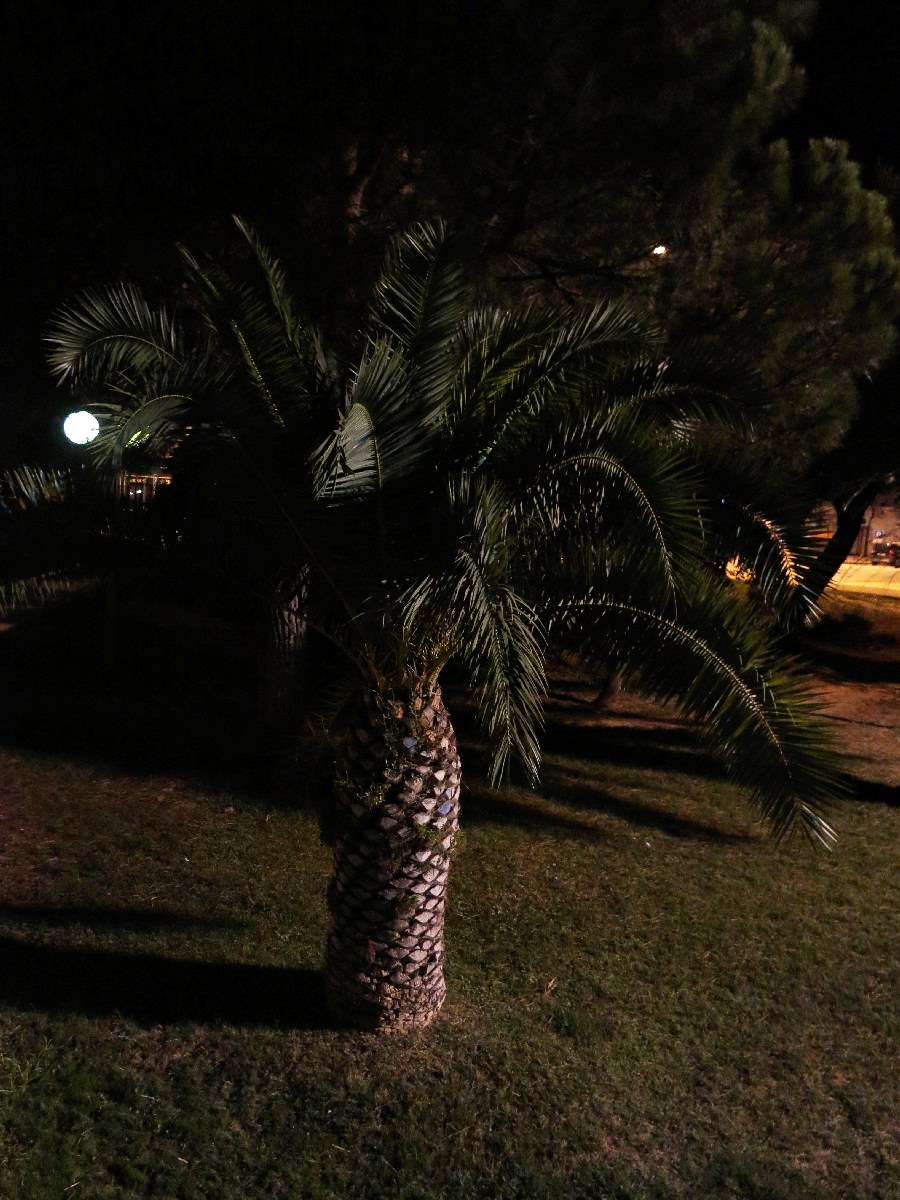 O! jest i pierwsza palma! / IMG_5637.JPG IMG_5637.JPG