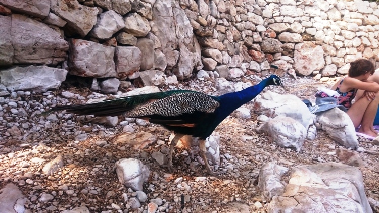 25Lna wyspie lacrum.JPG