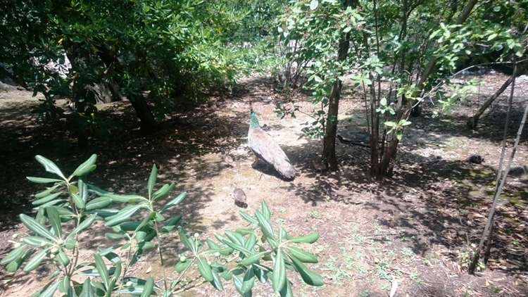 Na wyspie Lokrum / 27Lna Lacrum.JPG 27Lna Lacrum.JPG