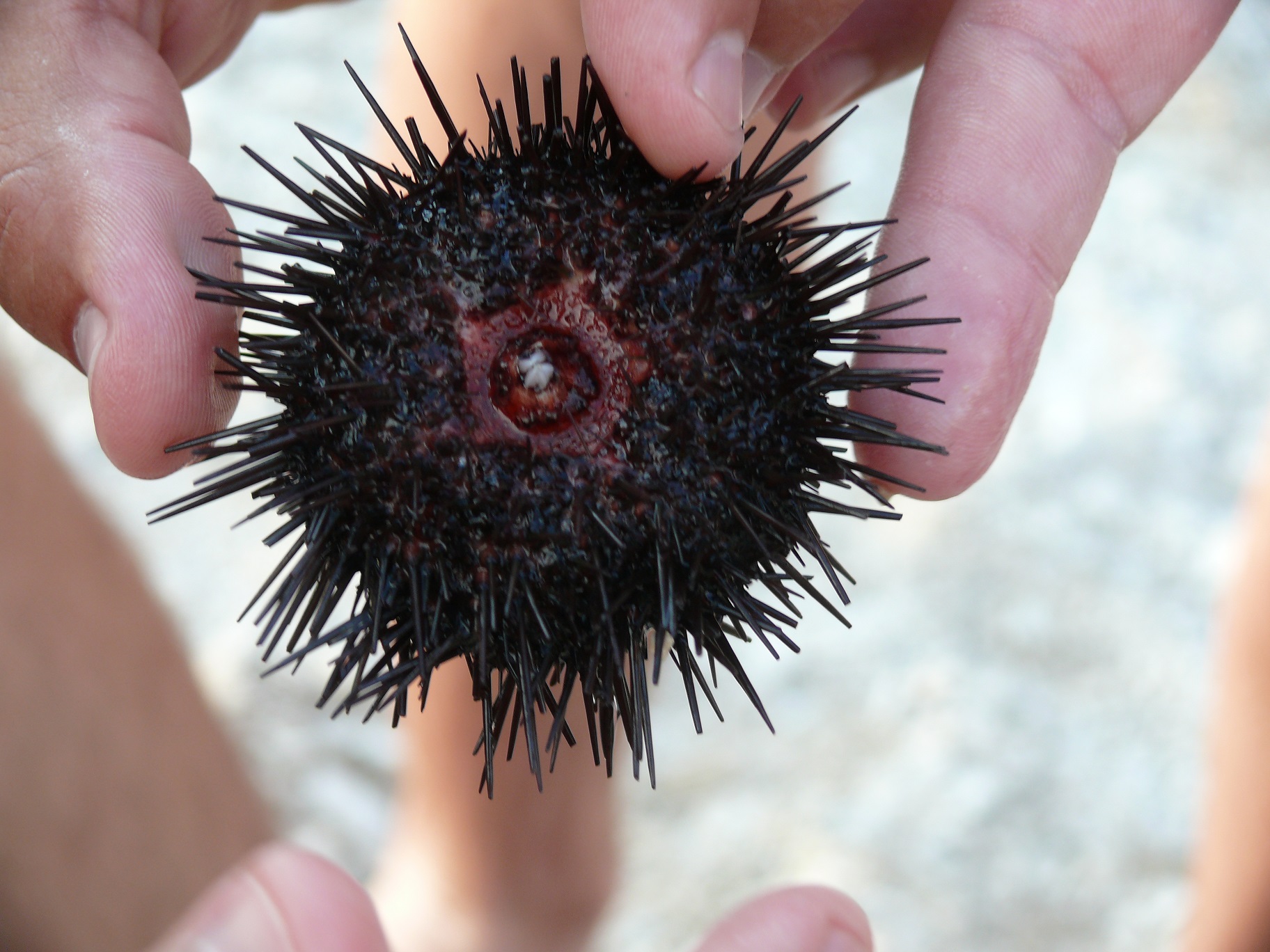 Wakacje 2015 Chorwacja 104.JPG