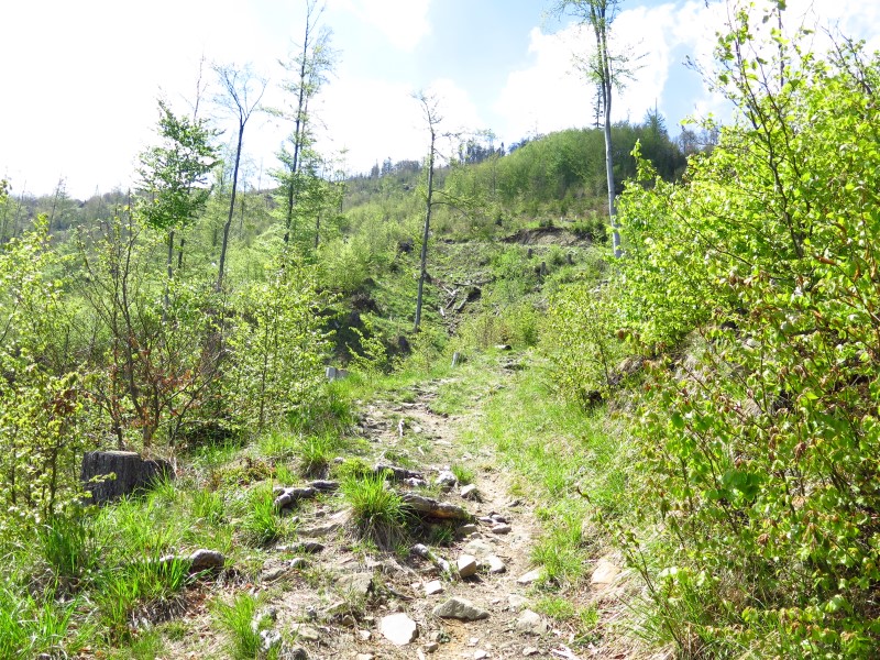 IMG_9327 (Custom).JPG