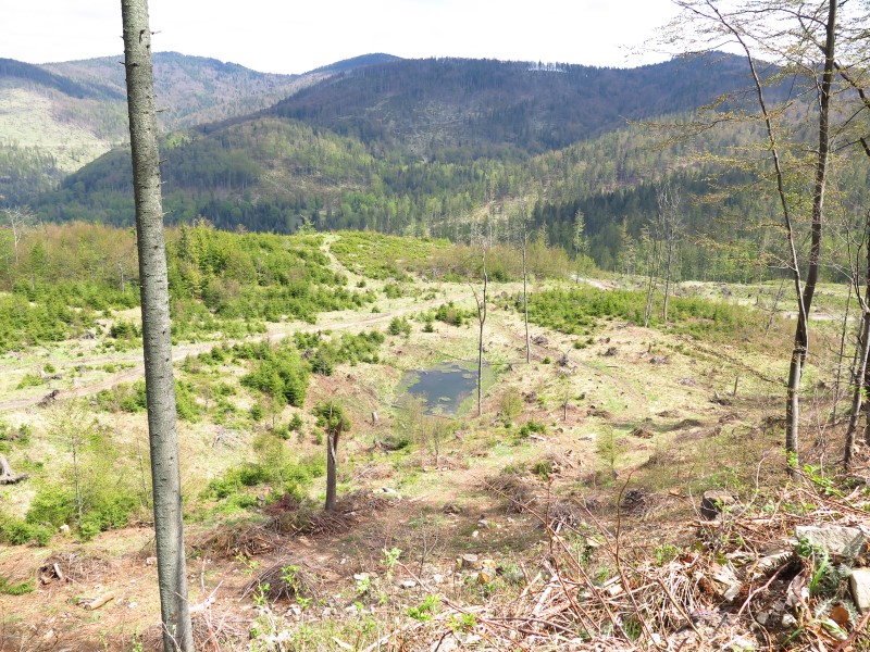 IMG_9340 (Custom).JPG