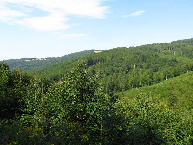 IMG_9945 (Custom).JPG