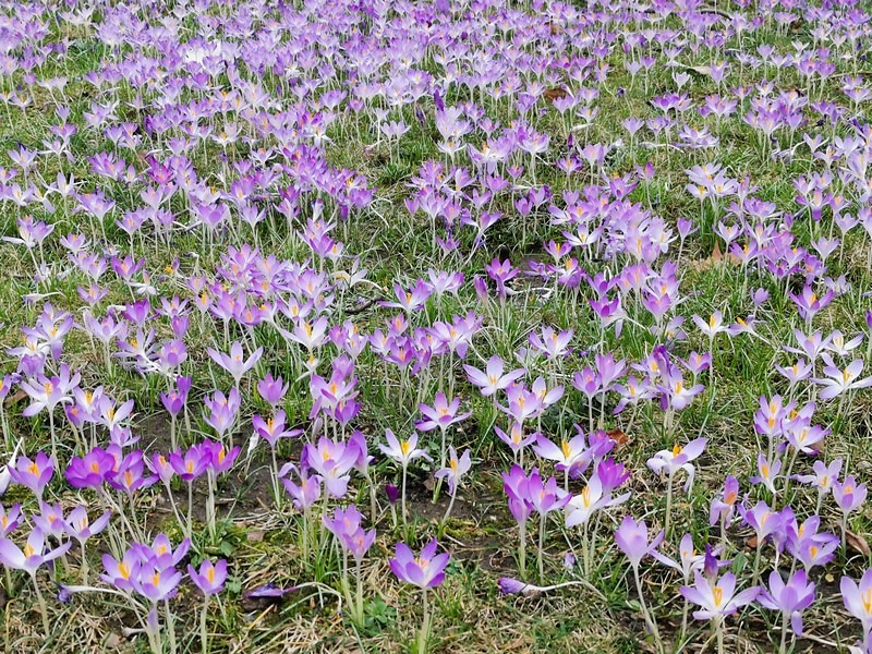 DSC_0620 (Kopiowanie).jpg