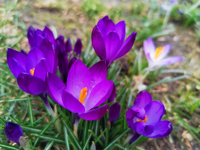 DSC_0620b (Kopiowanie).jpg