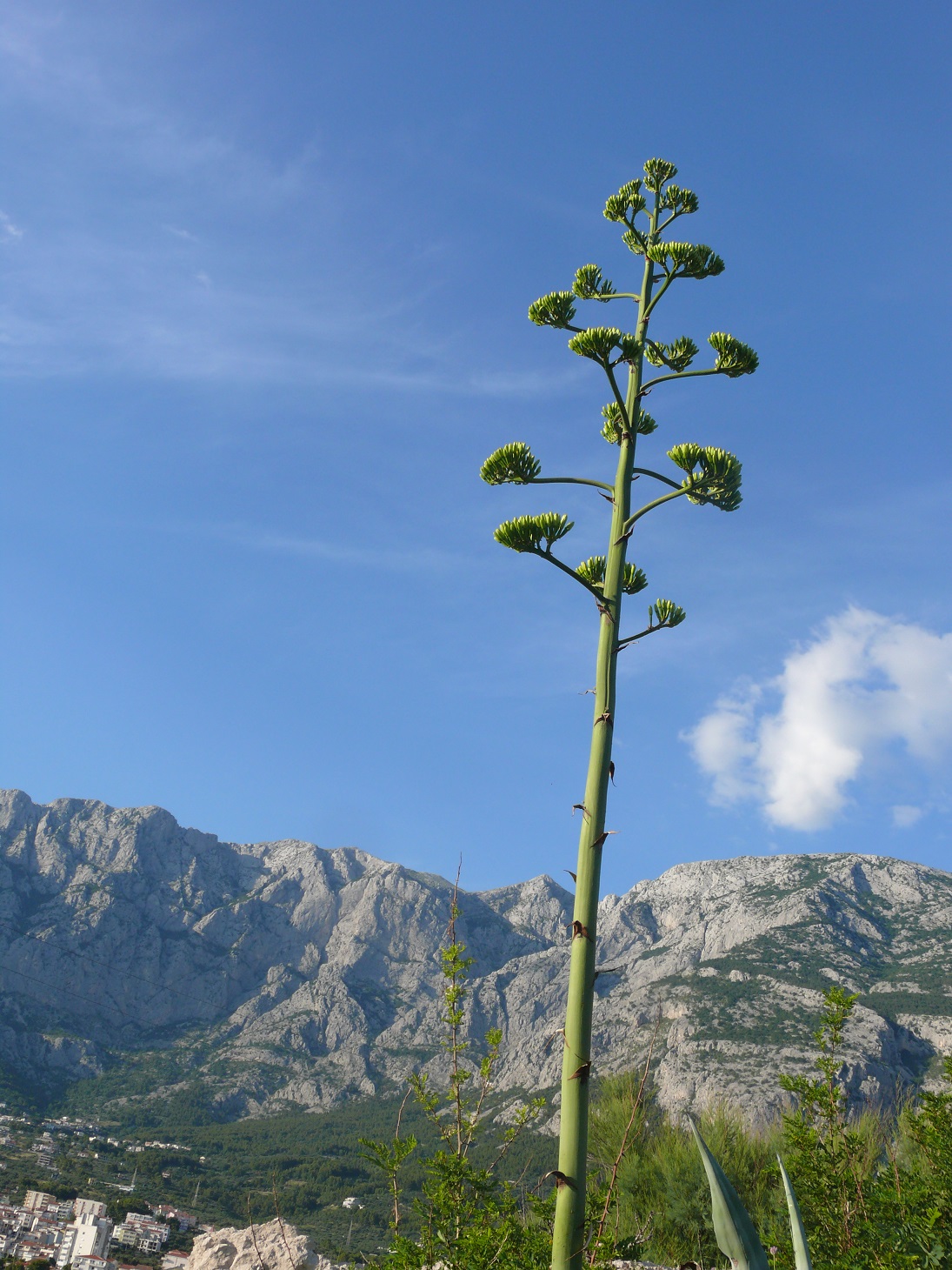 Wakacje 2015 Chorwacja 051.JPG