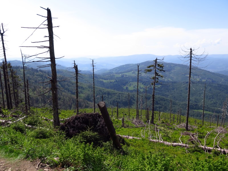 IMG_0153 (Custom).JPG