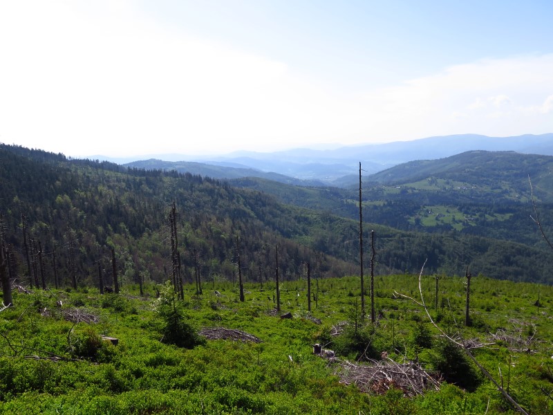 IMG_0169 (Custom).JPG