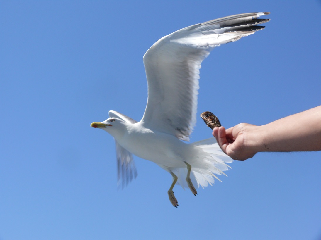 fischpiknik croatia 169.JPG