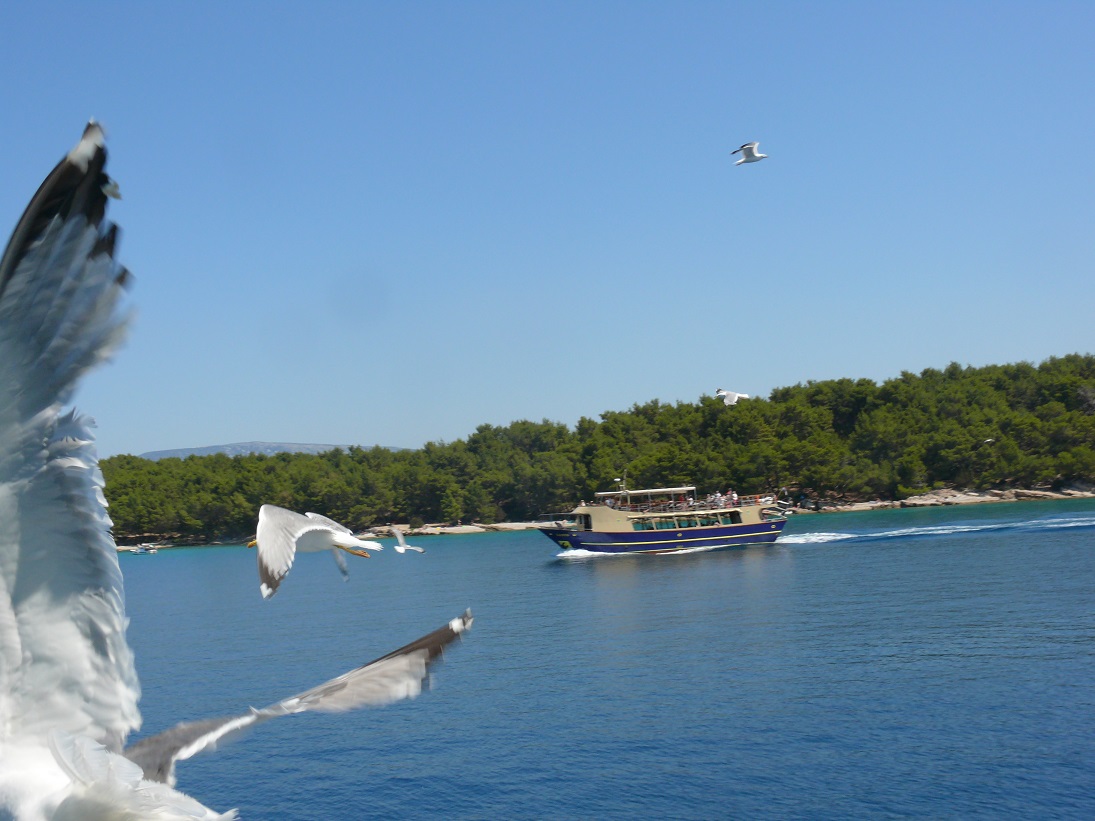 fischpiknik croatia 156.JPG