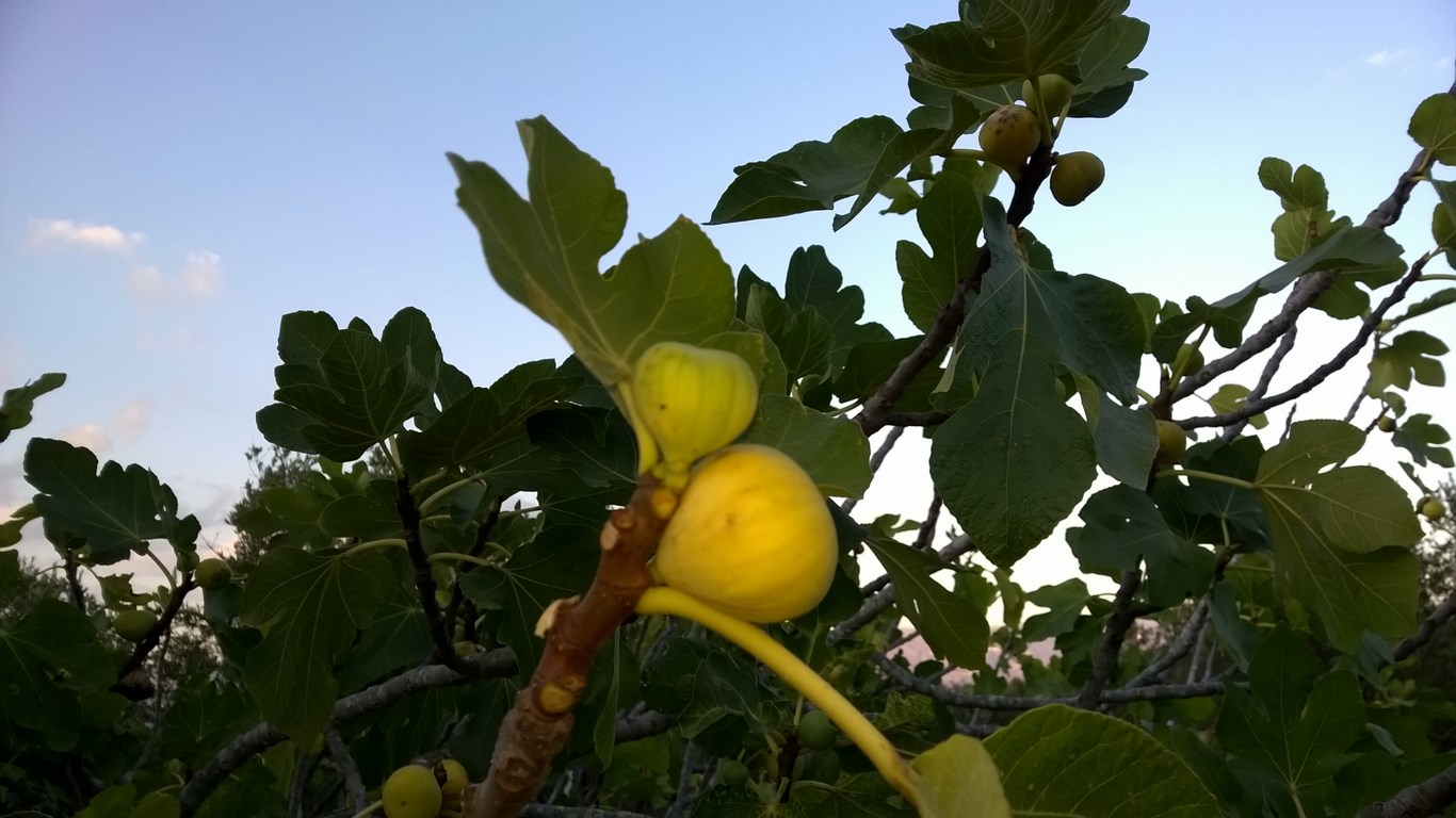 WP_20150913_050 (Kopiowanie).jpg