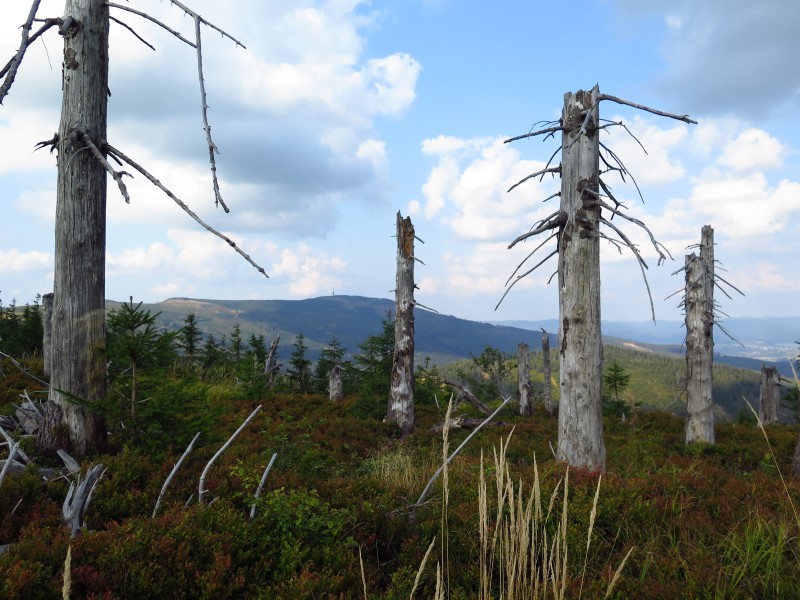 IMG_6308 (Custom).JPG