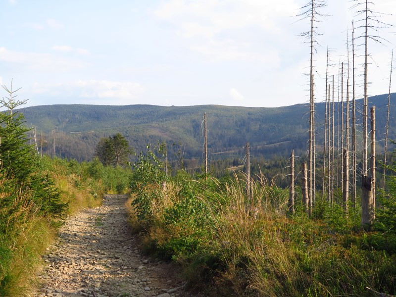 IMG_6343 (Custom).JPG