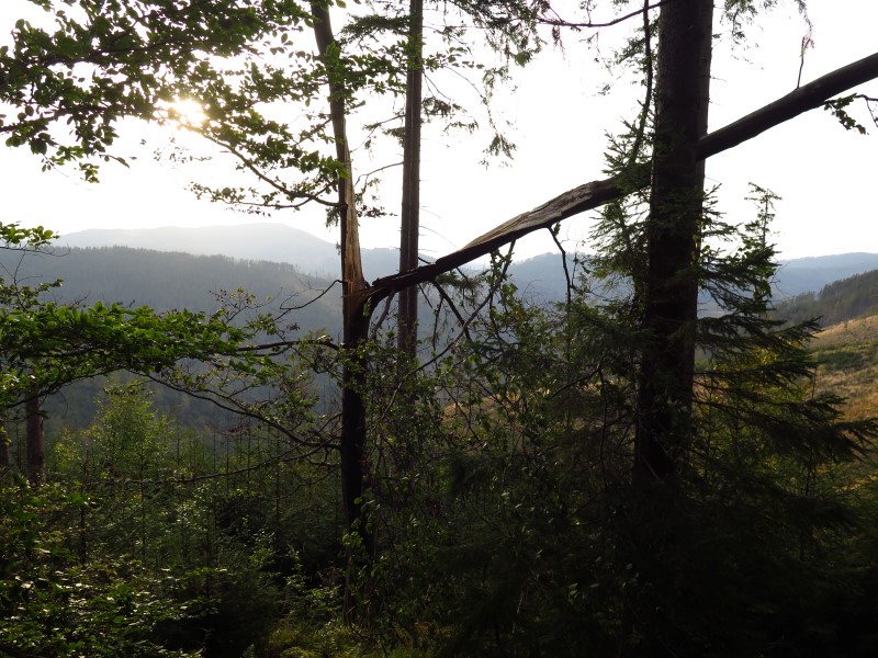 IMG_6659 (Custom).JPG