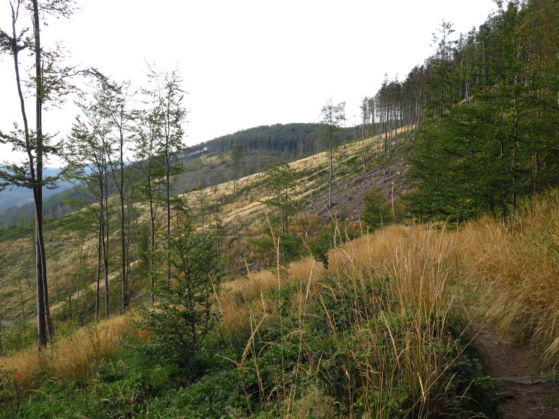 IMG_6661 (Custom).JPG