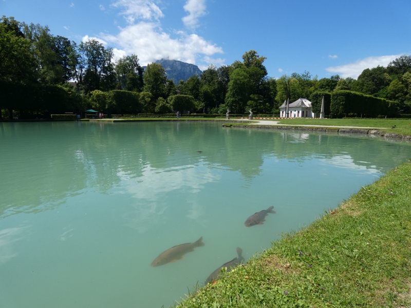 rzekome jesiotry.jpg