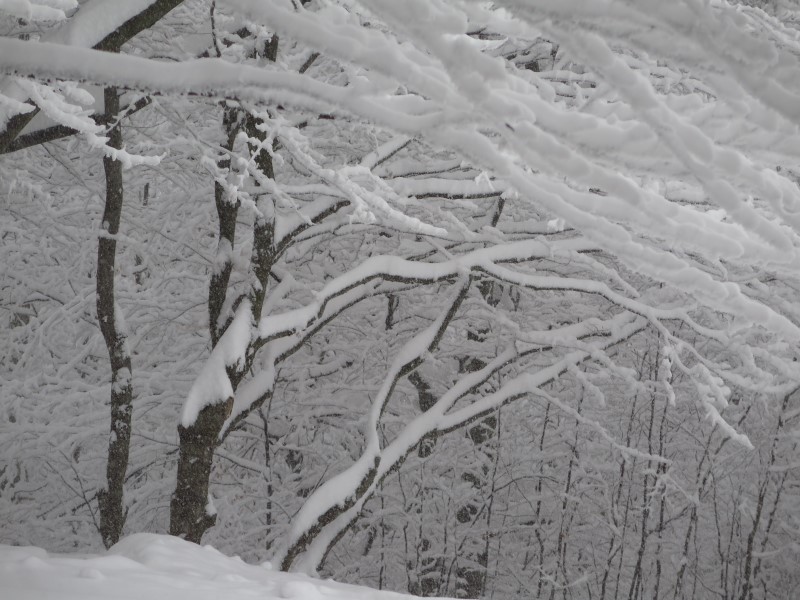 2021-01-16-13h57m33 (Custom).JPG