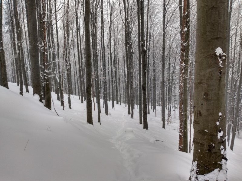 2021-01-16-15h06m19 (Custom).jpg