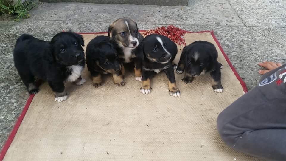 Psiaki młodziaki.jpg