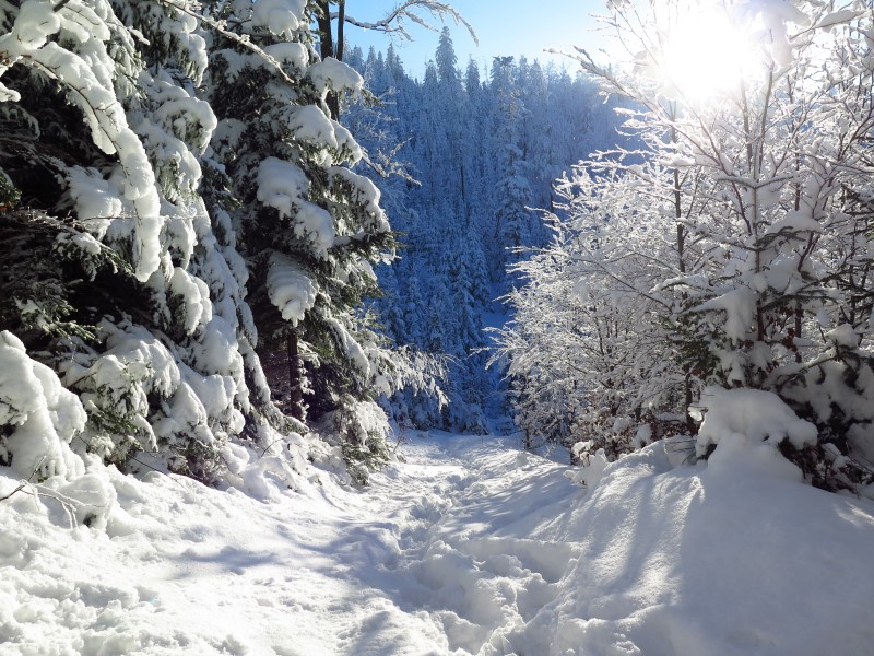 2021-02-14-15h22m35 (Custom).JPG