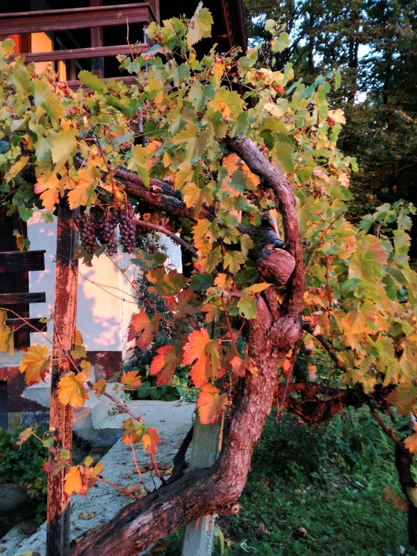 IMG_20190929_183012 (1).jpg