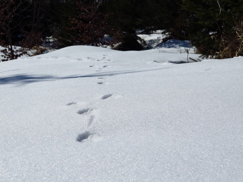 2021-03-07-13h30m53 (Custom).JPG