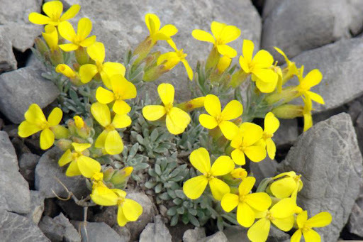 palagruški kupus.jpg