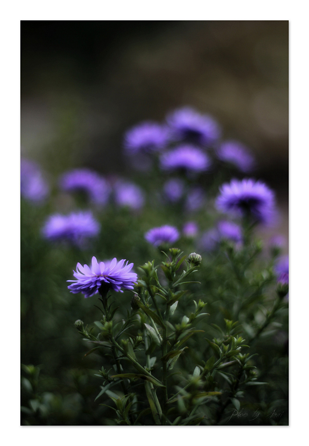 Marcinki dla Malinki.jpg