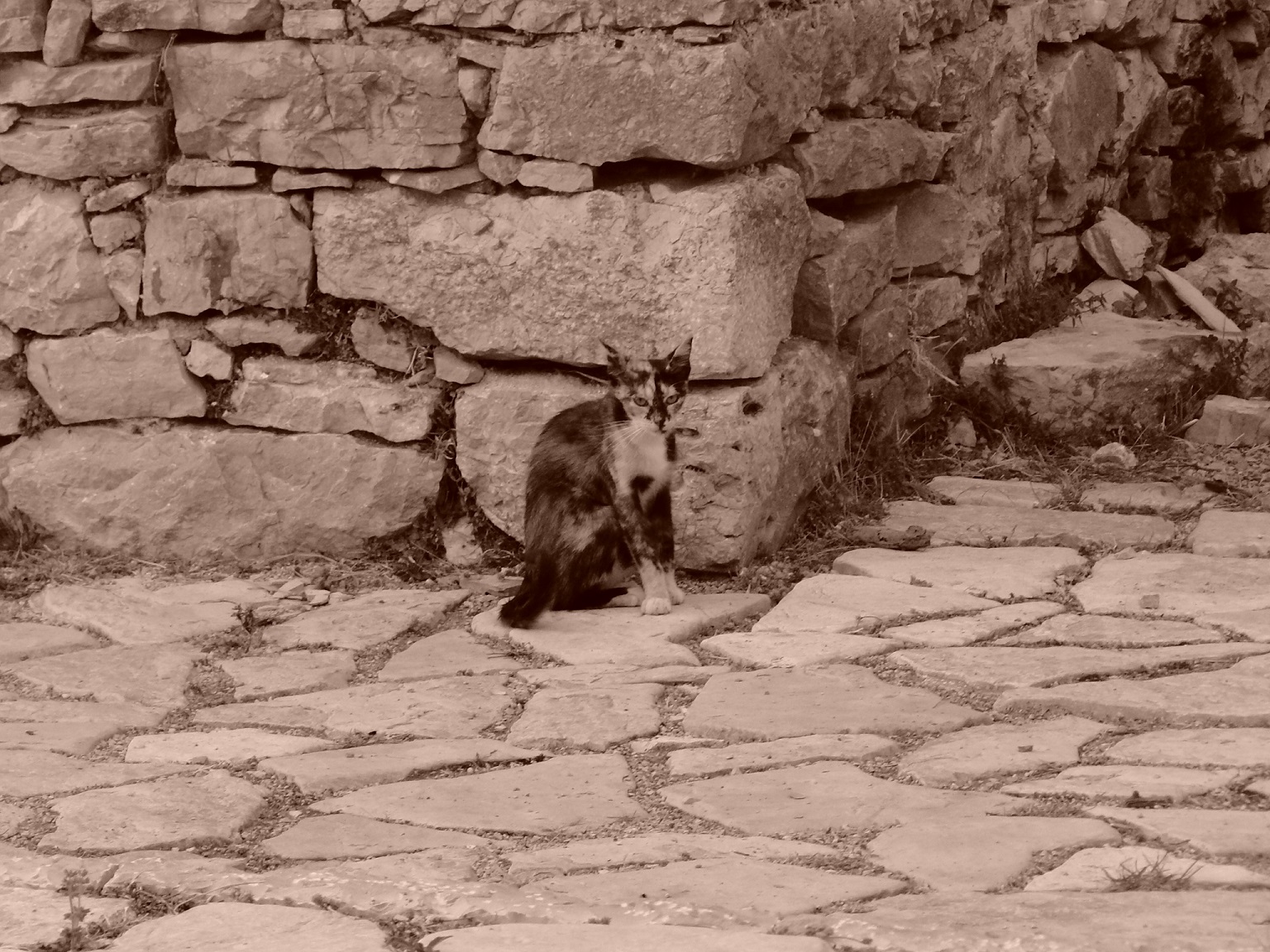 Hvar Ivan Dolac sierpień 2015 094.jpg