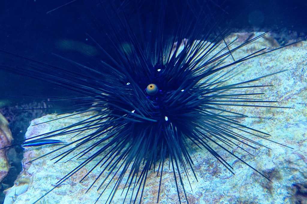 sea-urchins-604231_1920.jpg