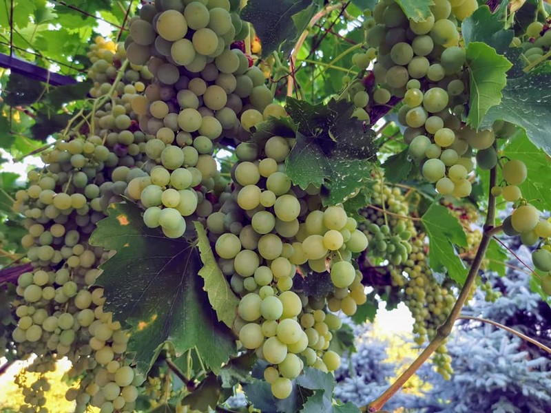 237218688_4502871373105614_2234896285220531328_n (1) (Kopiowanie).jpg