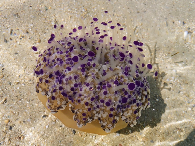 IMG_20210817_112135~2 (Kopiowanie).jpg