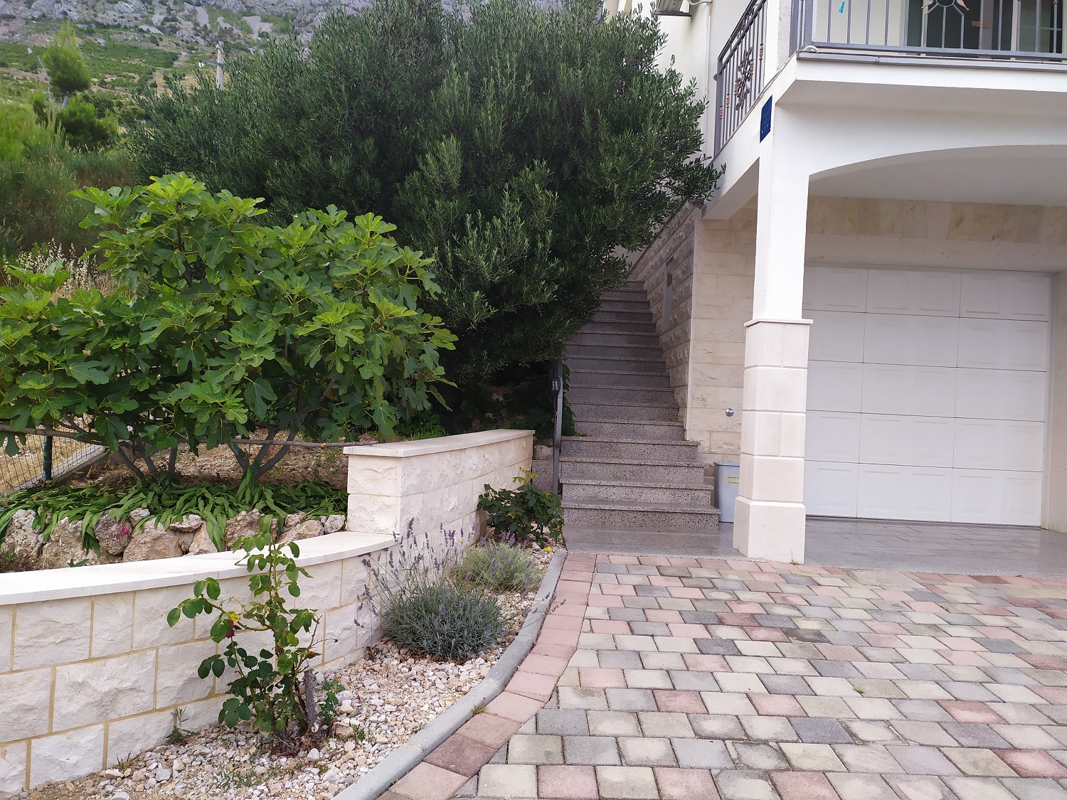 figowiec, oliwka.jpg