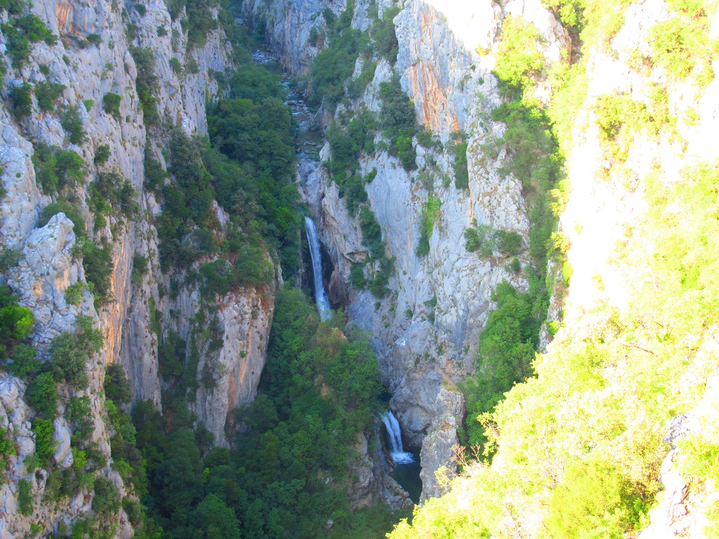 Gubawica z bliska.jpg