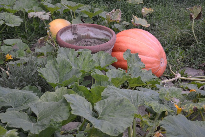 DSC_0932 (Kopiowanie).JPG