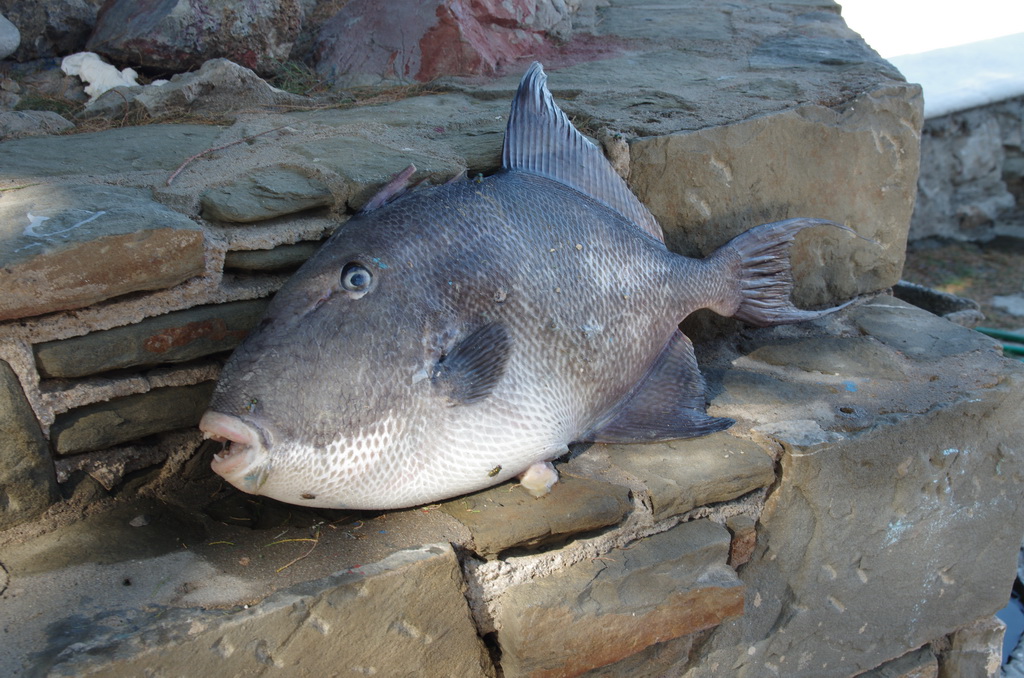 Aghios Nikolaos / IMGP3303_resize.JPG IMGP3303_resize.JPG