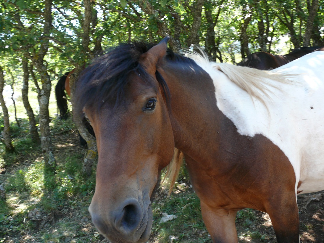 Wakacje 2015 Chorwacja 176.JPG