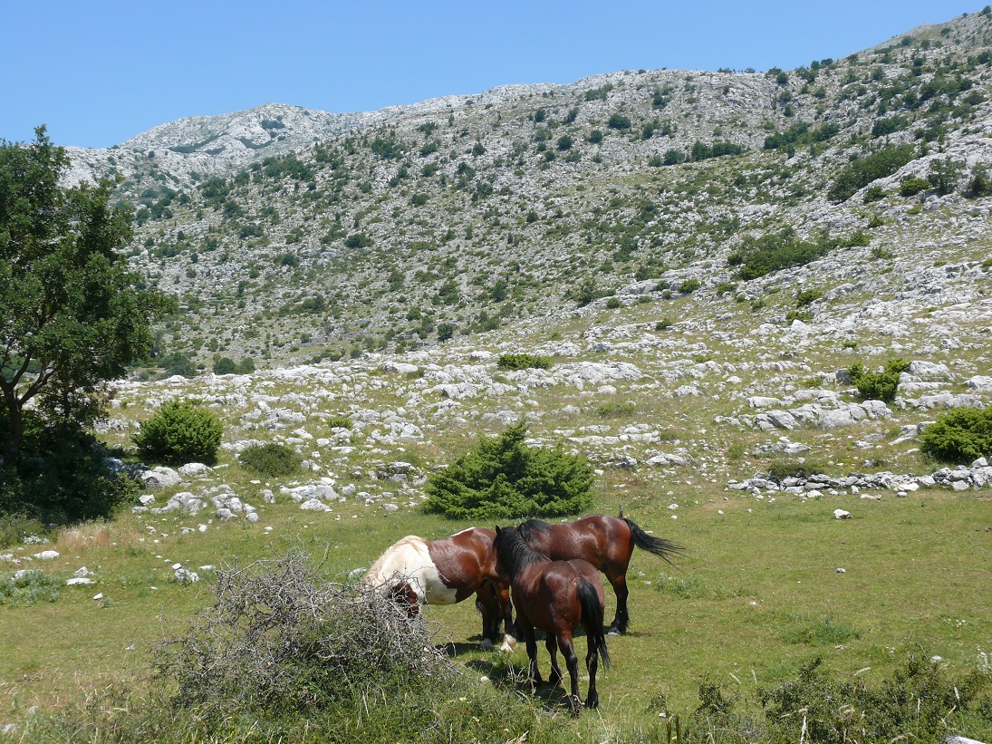 Wakacje 2015 Chorwacja 170.JPG