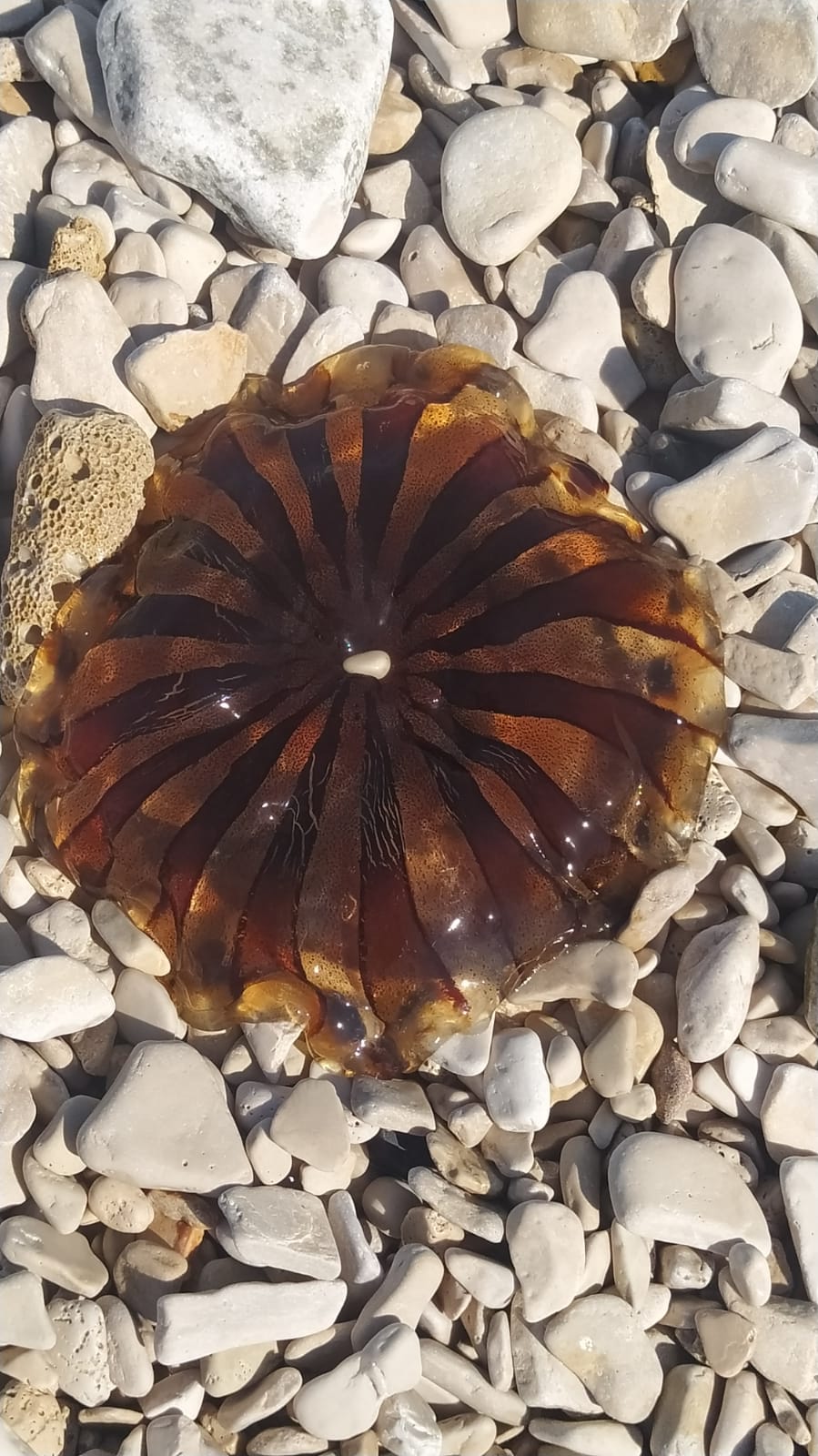 WhatsApp Image 2022-07-10 at 14.58.46.jpeg