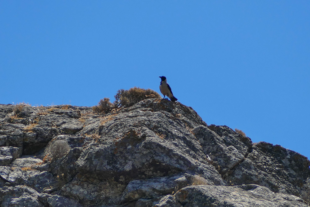 wrona siwa - pierwszy raz chyba widziałem / 02-ptak-wrona-siwa.jpg 02-ptak-wrona-siwa.jpg