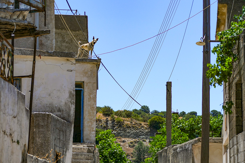 . / 10-psy.jpg 10-psy.jpg